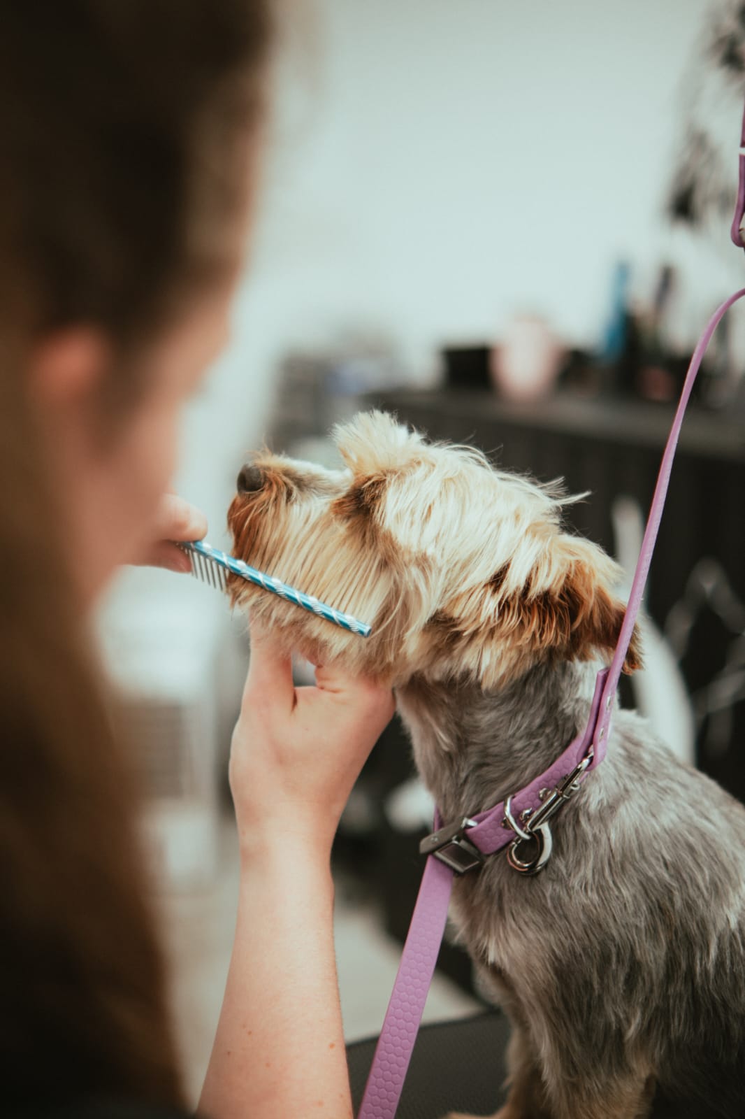 Marie peignant la tête d'un yorkshire terrier au salon Bulle d'Eau Canine