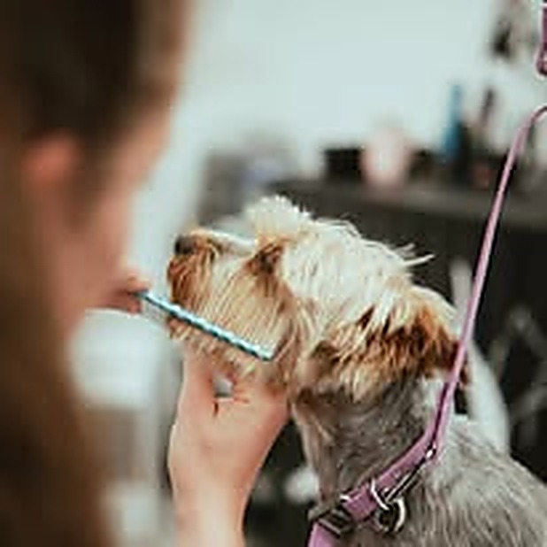 Marie peignant la tête d'un yorkshire terrier au salon Bulle d'Eau Canine