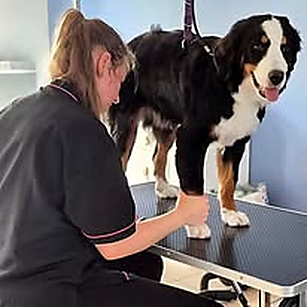 Marie toilettant un bouvier bernois au salon Bulle d'Eau Canine